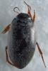 Hydroporus planus